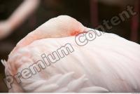 Body texture of pink flamingo 0005